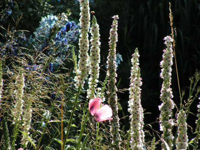 vberbascum_chaixii0021.jpg
