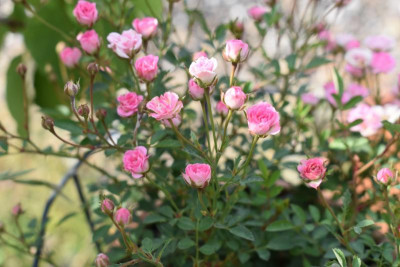 Lillyrose 003.JPG