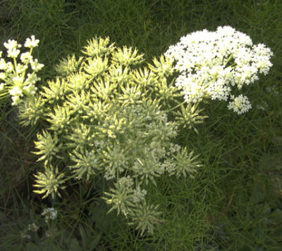 Athamanta_turbit_haynaldii_053.jpg