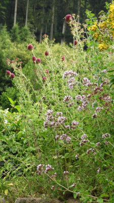 DSCN4560.JPG