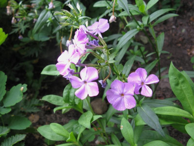 Phlox triflora Slg 5 letzte Blüte.JPG