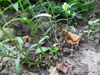 Phlox triflora slg 5 neuer Austrieb.JPG