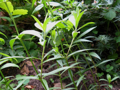 Phlox triflora Slg 5 Achseltriebe.JPG