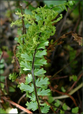 Asplenium_trichomanes_Incisum_xAG.JPG