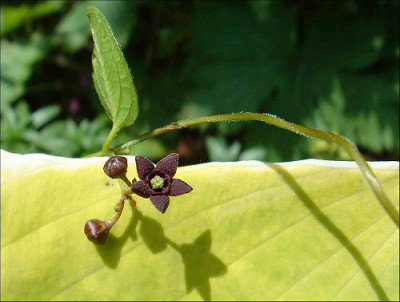 Vincetoxicum_nigrum.jpg