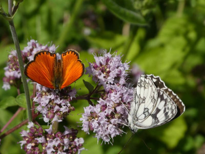 P1050560.JPG