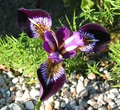 iris_versicolor_mysteric_monique_1.JPG