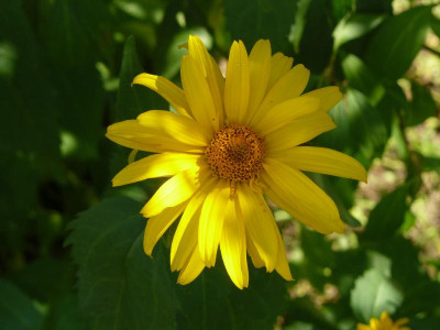 Heliopsis (Sonnenauge).jpg