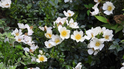 DSCN4566.JPG
