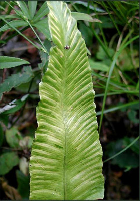 Asplenium_scolopendrium_Golden_Queen.JPG