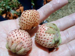 FrutillasBlancas250px.jpg