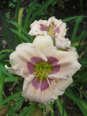 Sterntaler_8205.JPG