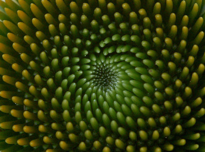Echinacea-2.jpg