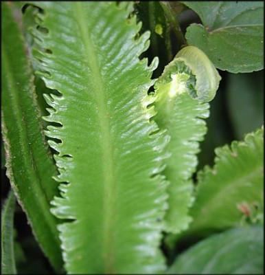 Asplenium_xH.JPG