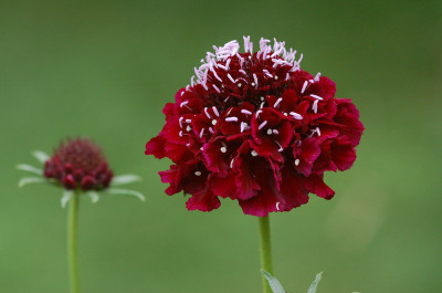 Scabiosa-atropurpurea-Black.jpg