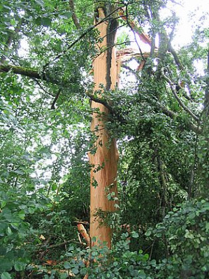 Blitzeinschlag_Esche_fars_2007.jpg