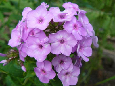 Phlox paniculata Victorian Lilac.jpg