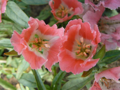 Clarkia grandiflora (Sommerazalee).jpg