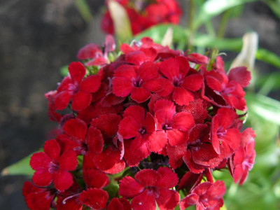 Dianthus Barbatus Dash Crimson (Bartnelke).jpg