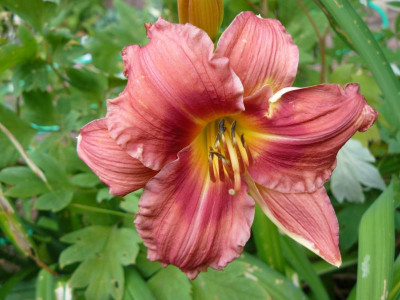 Hemerocallis 'Gordon Briggs' Taglilie.jpg