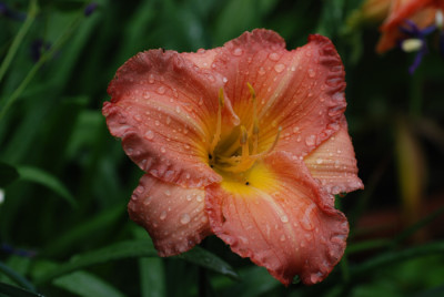 Daylillies-Saemling.jpg