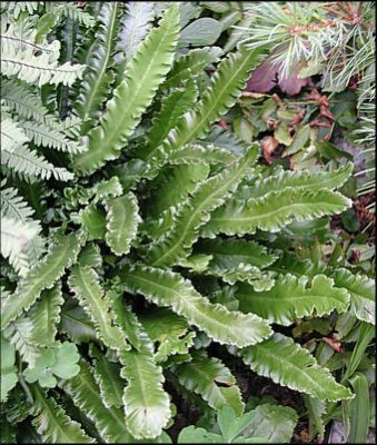 Asplenium_sc._Marginata_Fimbriata_W.JPG
