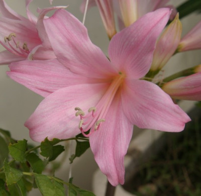 Amaryllis_belladonna_Ponza_Pisc._nat..JPG