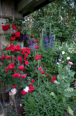 Rose_Heinfels01407.jpg