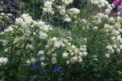 Rose Lovley Green0919.JPG