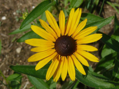 Rudbeckia (Sonnenhut).jpg