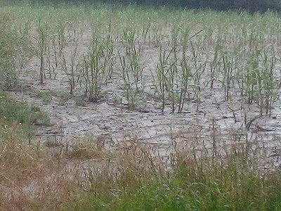 MecklenburgMaisfeld2019_07_06.jpg