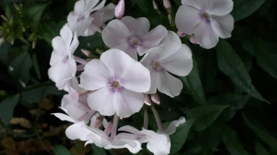 20190710_060209.jpg