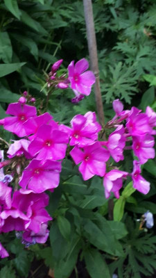 20190710_060012.jpg