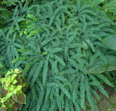 Adiantum_pedatum.jpg