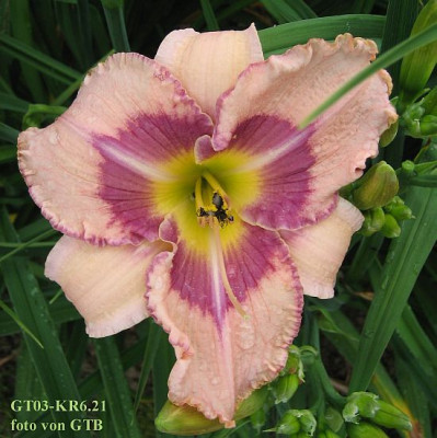 GT03-KR6.21_Wineberry_Candy_X_Admirals_Braid_5560_r11.jpg