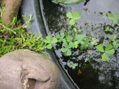 15.6.07._Marsilea_quadrifolia_014.JPG