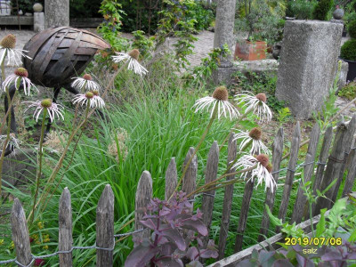Feine Echinacea 2019.jpg