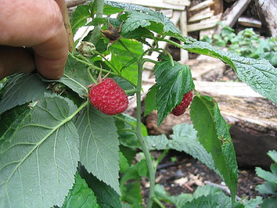 Spaetfruchtende_Himbeere_fars_2007.jpg