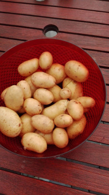 Kartoffelernte.jpeg