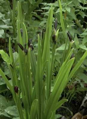 Roscoea_scillifolia_061.jpg