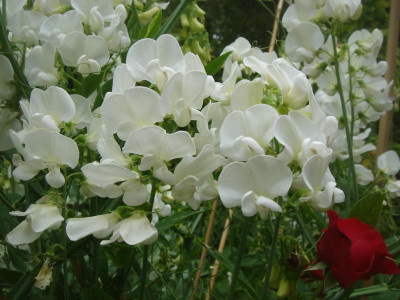 DSC06505.JPG