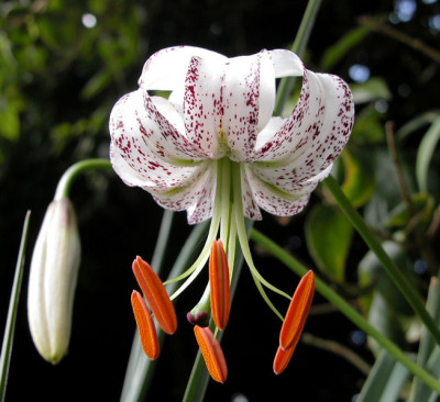 Lilium_u.jpg