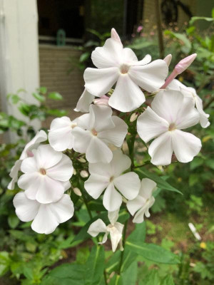 IMG_1279.jpeg