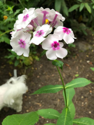 IMG_1281.jpeg