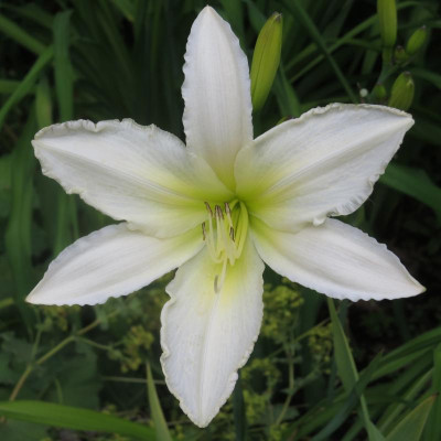 Berleyer Sweet Bianca_8209.JPG