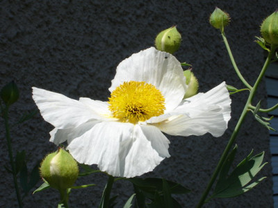 Romneya_coulteri_1_Groenveranderung.JPG