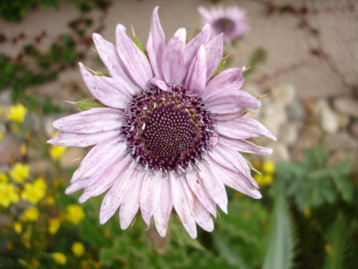 Berkheya_purpurea_2_Groenveranderung.JPG