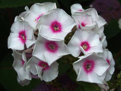 255.Sä._gr.Hort._Ga_P7250855.JPG
