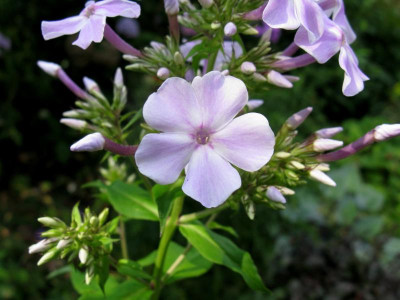 Staudenfan Blüte.JPG