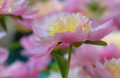Paeonia_X_1_08-06-2007.jpg
